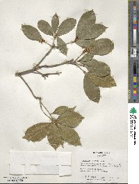 Osmanthus fragrans image