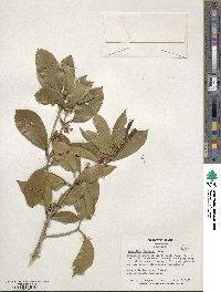 Osmanthus fragrans image