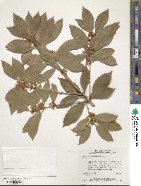 Osmanthus fragrans image