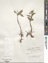 Osmanthus fragrans image