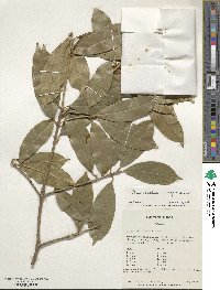 Osmanthus fragrans image