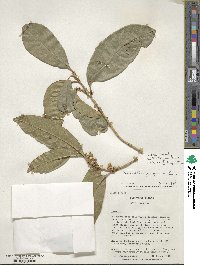 Osmanthus fragrans image