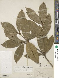 Osmanthus fragrans image