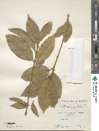 Osmanthus fragrans image