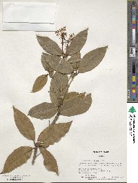 Osmanthus fragrans image