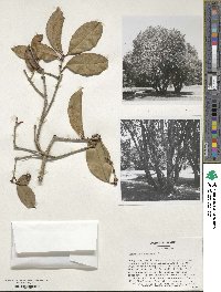 Osmanthus fragrans image