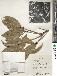 Osmanthus fragrans image