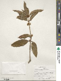 Osmanthus fragrans image