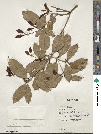 Osmanthus fragrans image