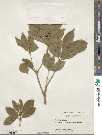 Osmanthus fragrans image