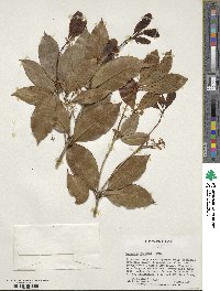 Osmanthus fragrans image