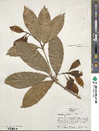 Osmanthus fragrans image