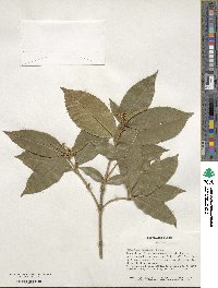 Osmanthus fragrans image