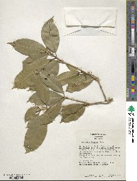 Osmanthus fragrans image