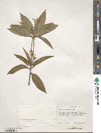 Osmanthus fragrans image