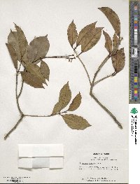 Osmanthus fragrans image