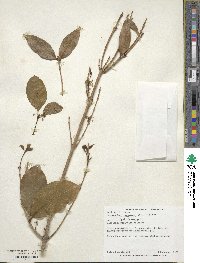 Osmanthus fragrans image