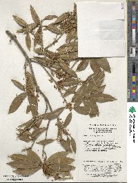 Osmanthus fragrans image