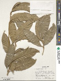 Osmanthus fragrans image