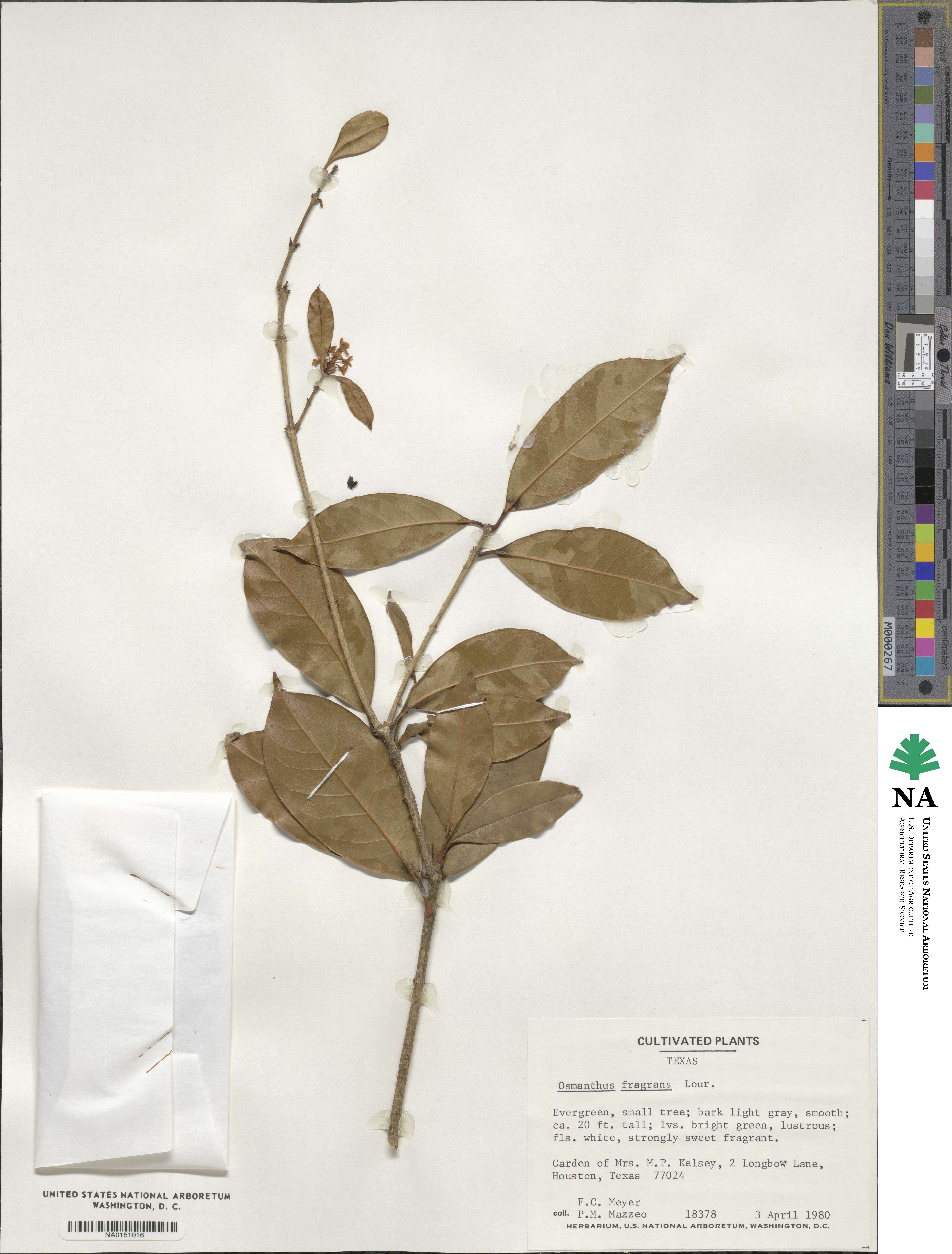 Osmanthus fragrans image
