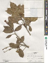 Osmanthus fragrans image