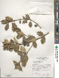 Osmanthus heterophyllus image