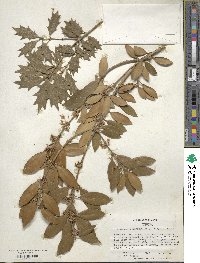 Osmanthus heterophyllus image