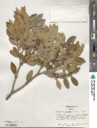 Osmanthus heterophyllus image