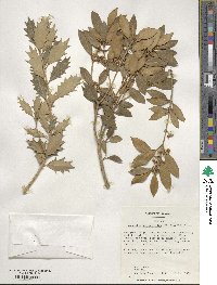 Osmanthus heterophyllus image