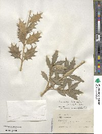 Osmanthus heterophyllus image