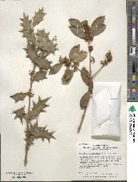 Osmanthus heterophyllus image