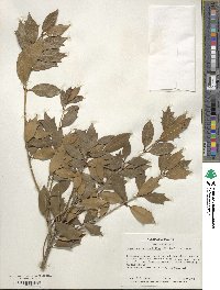 Osmanthus heterophyllus image