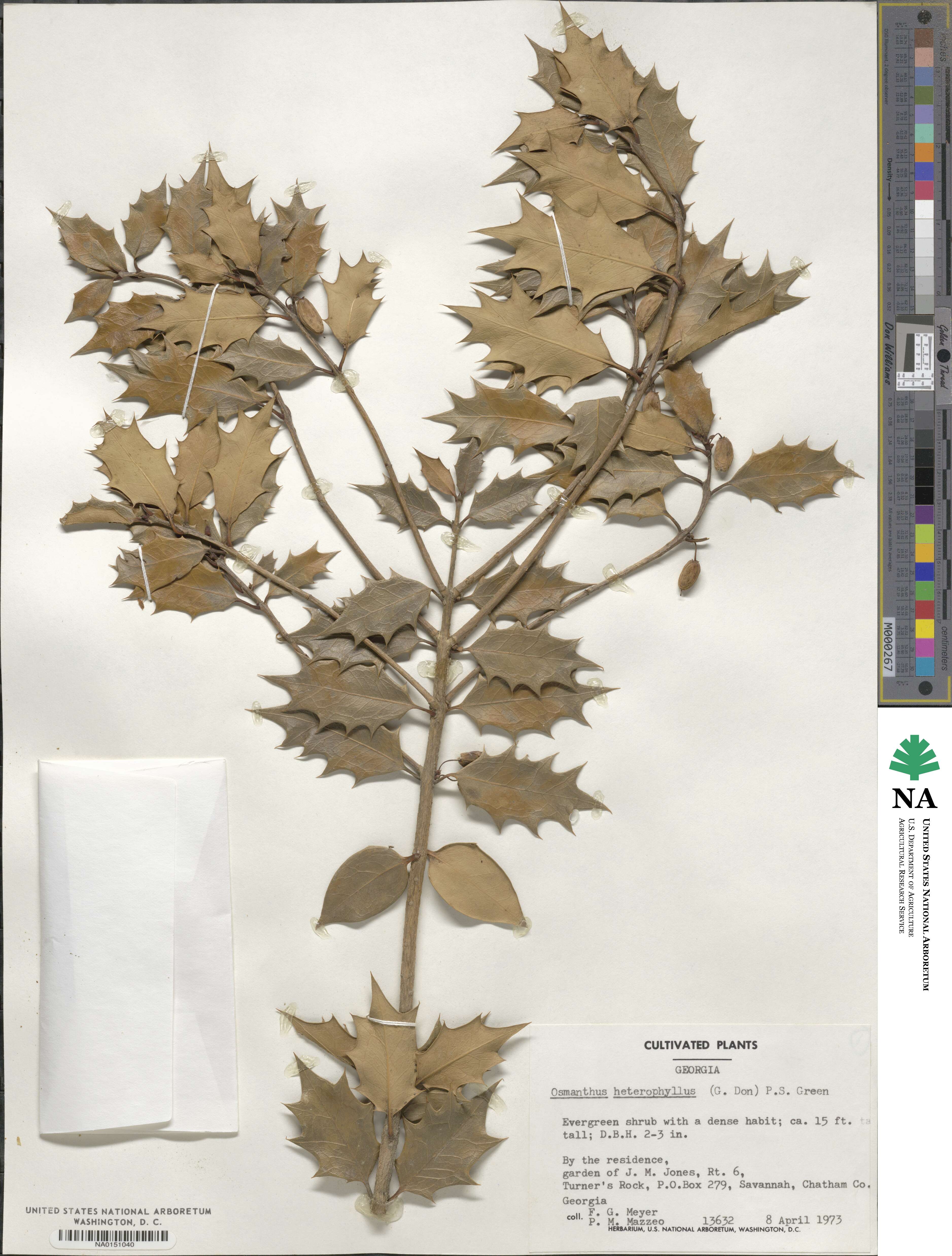 Osmanthus heterophyllus image