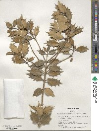 Osmanthus heterophyllus image