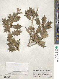 Osmanthus heterophyllus image