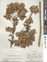 Osmanthus heterophyllus image