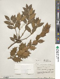 Osmanthus heterophyllus image