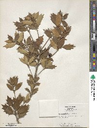 Osmanthus heterophyllus image