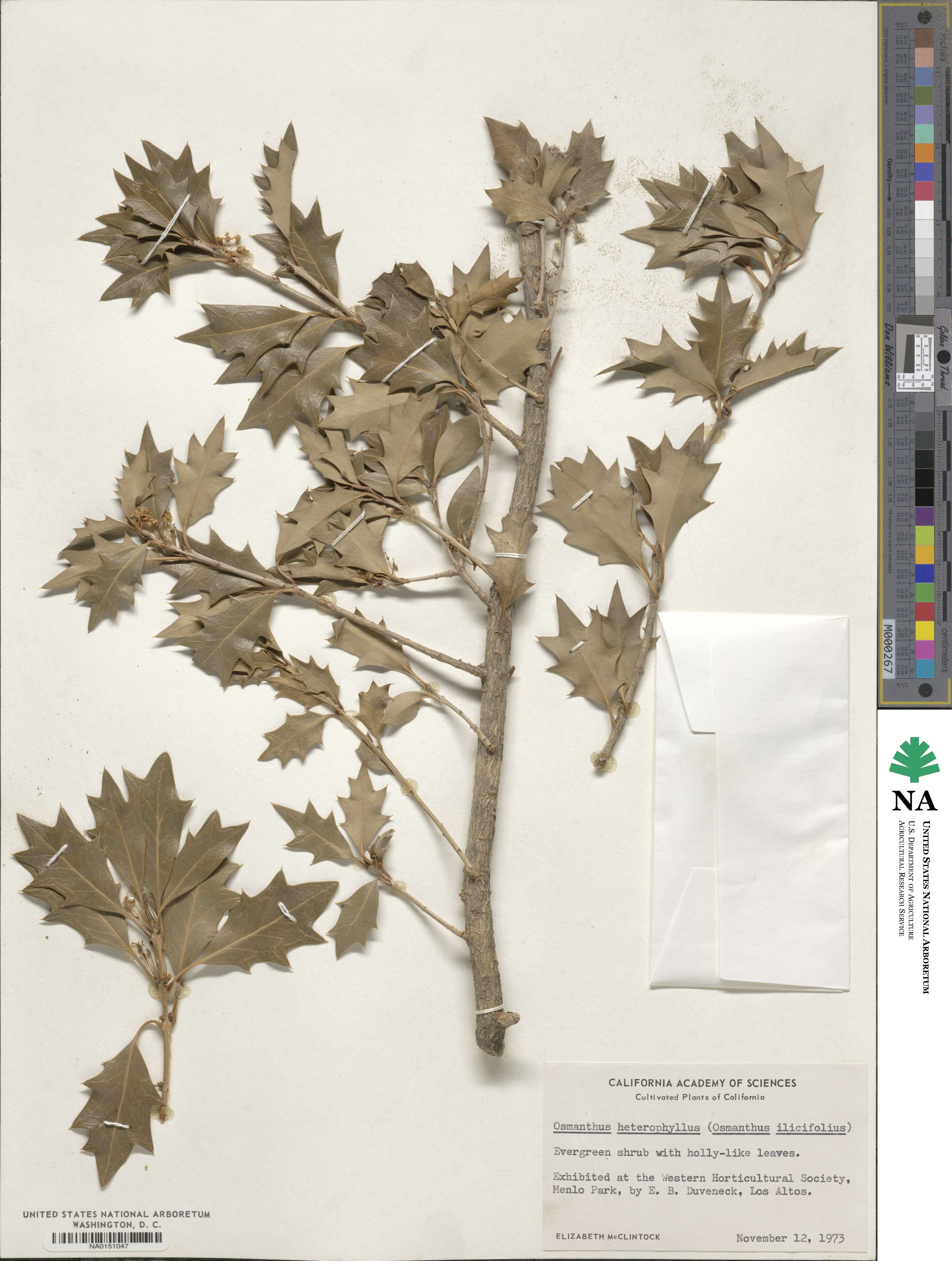 Osmanthus image