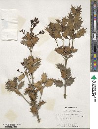 Osmanthus heterophyllus image