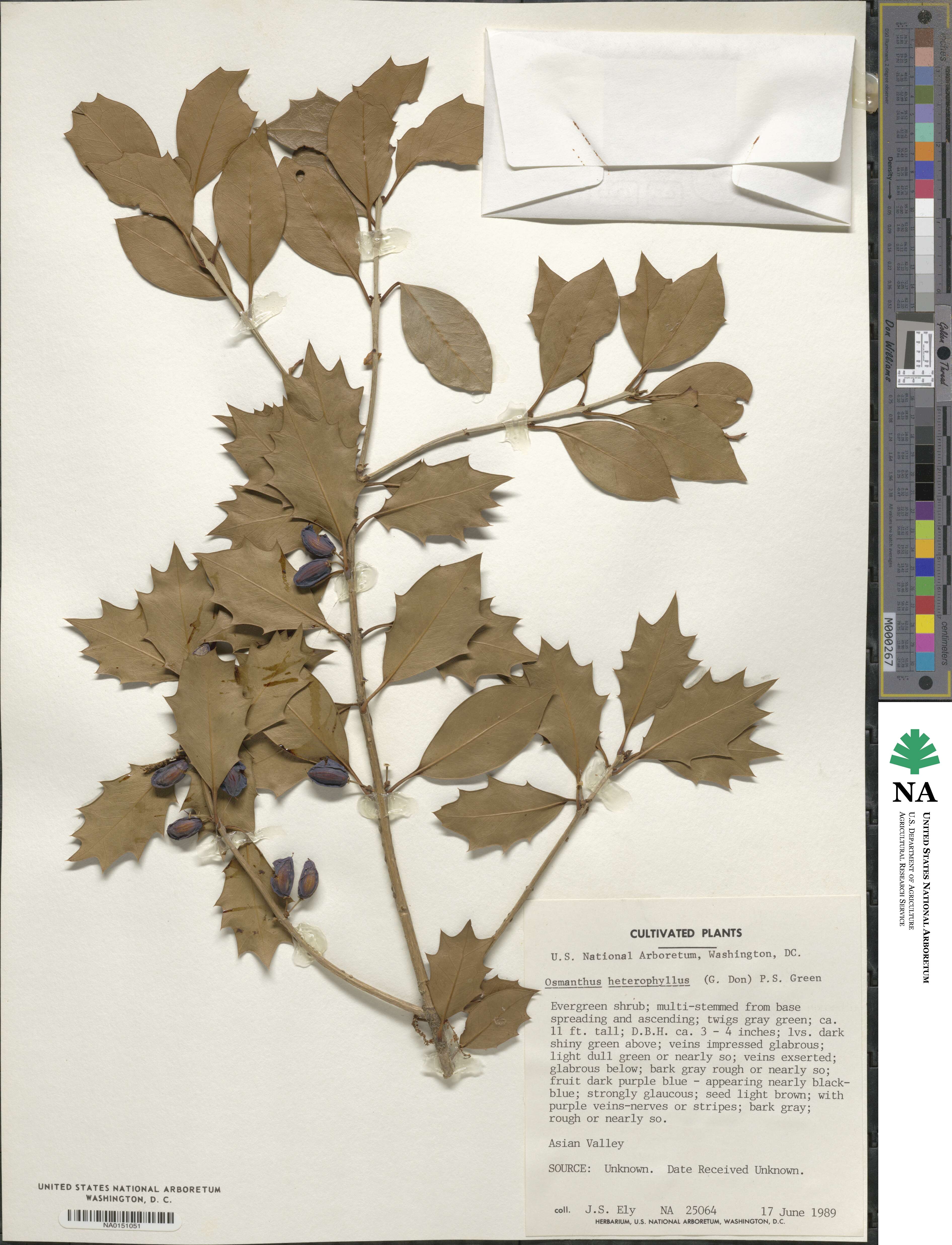 Osmanthus heterophyllus image