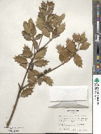 Osmanthus heterophyllus image