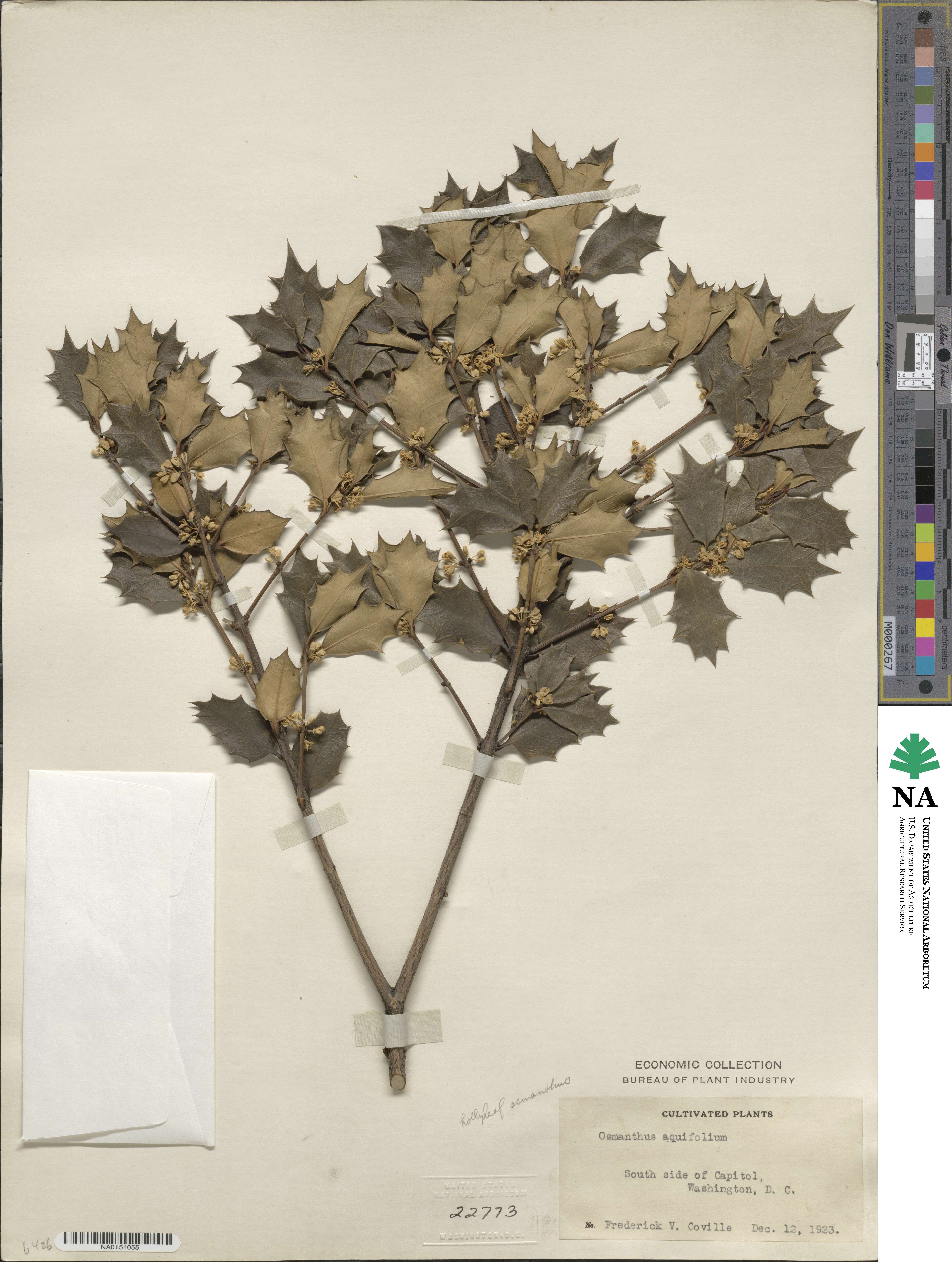 Osmanthus heterophyllus image