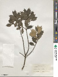 Osmanthus heterophyllus image