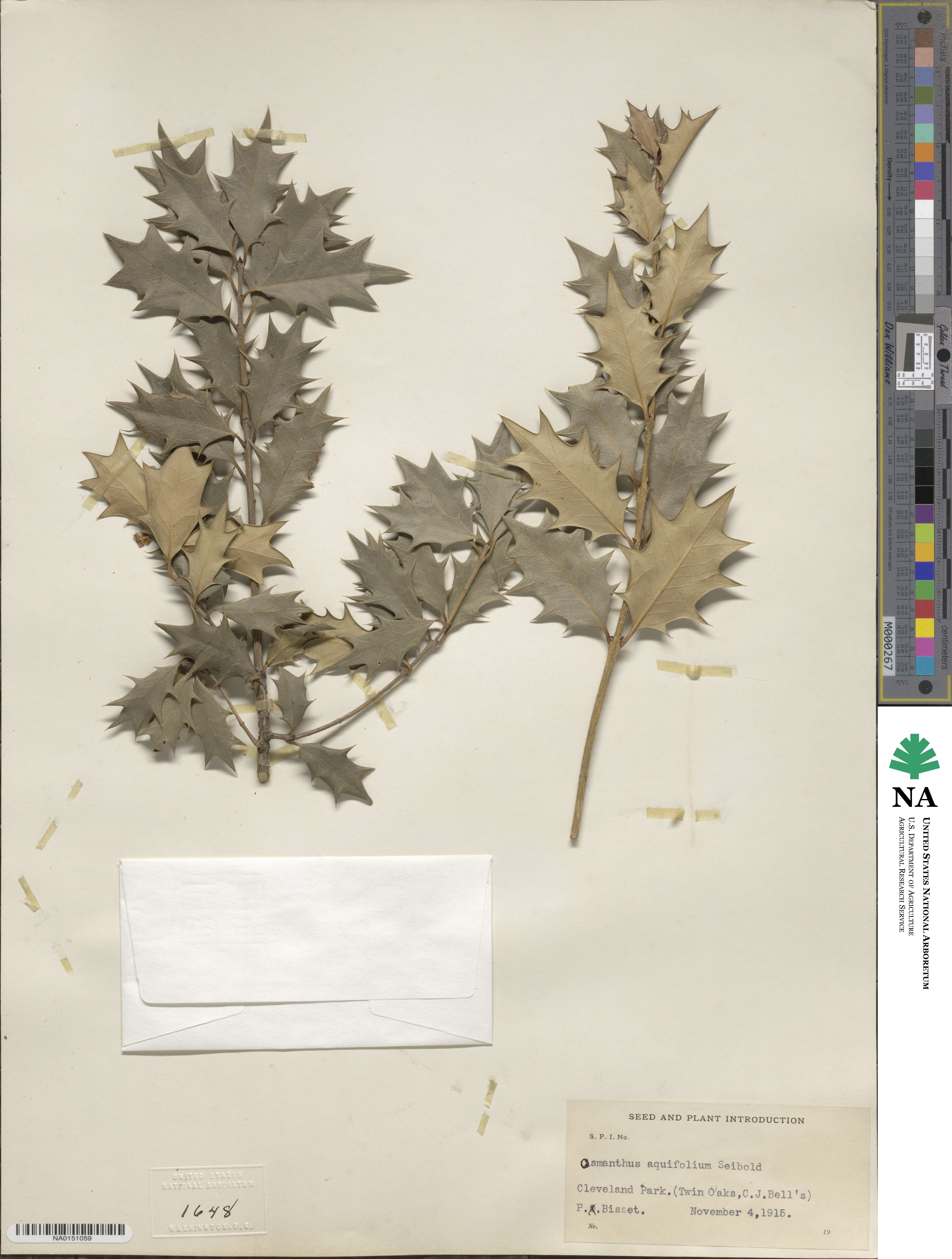 Osmanthus heterophyllus image