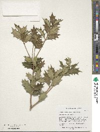 Osmanthus heterophyllus image