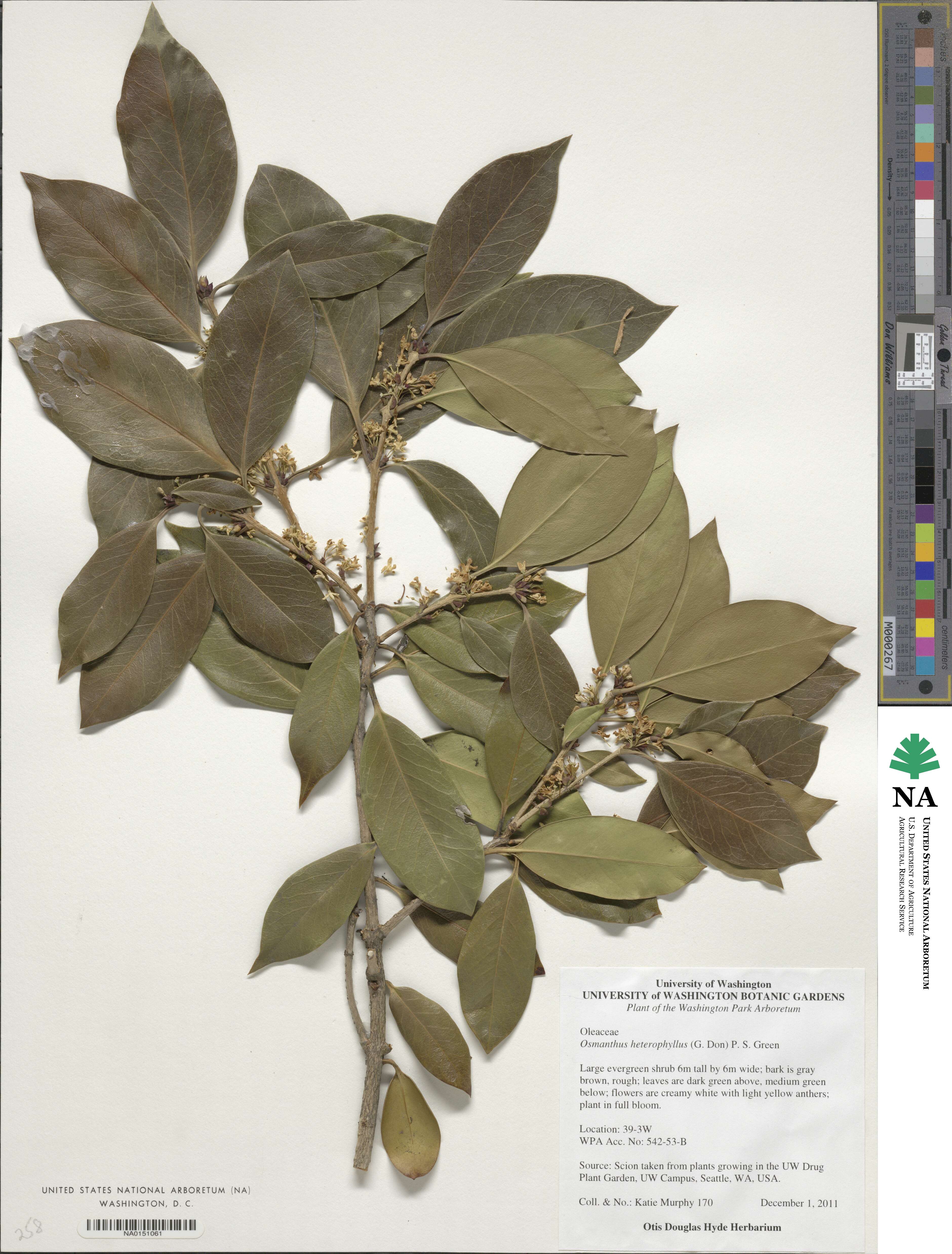 Osmanthus heterophyllus image