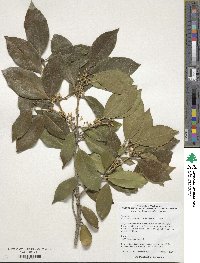 Osmanthus heterophyllus image