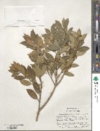 Osmanthus heterophyllus image