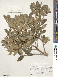 Osmanthus heterophyllus image